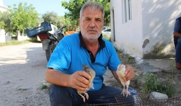 Bıldırcın &uuml;reticileri kendilerine kolaylık sağlanmasını istiyor