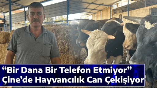 &ldquo;Bir Dana Bir Telefon Etmiyor&rdquo;: &Ccedil;ine&rsquo;de Hayvancılık Can &Ccedil;ekişiyor