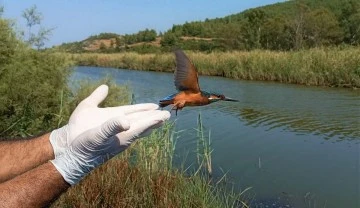 Bitkin halde bulunan yalı&ccedil;apkını, yeniden doğaya salındı