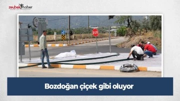 Bozdoğan &ccedil;i&ccedil;ek gibi oluyor