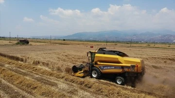 Buğday &uuml;reticileri hasat i&ccedil;in zamanla yarışıyor