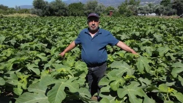 Buharkent&rsquo;in erkenci incir fidanları ihra&ccedil; ediliyor&nbsp;