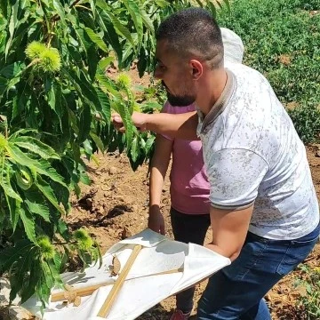 Buharkent'teki kestane bah&ccedil;eleri incelendi