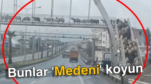 Bunlar 'Medeni' koyun