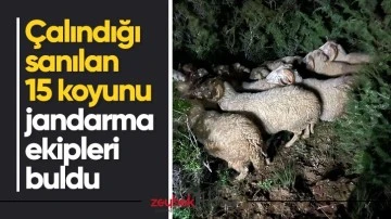 &Ccedil;alındığı sanılan 15 koyunu jandarma ekipleri buldu