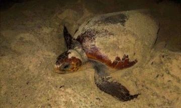 Caretta caretta, Didim sahiline yumurtalarını bıraktı