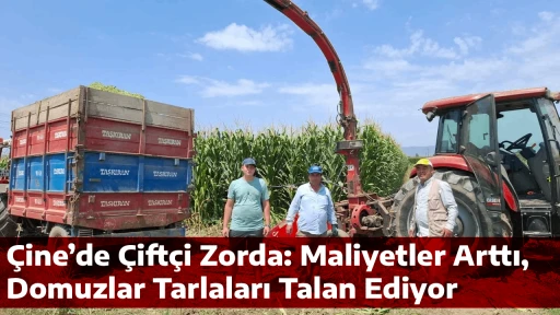 &Ccedil;ine&rsquo;de &Ccedil;ift&ccedil;i Zorda: Maliyetler Arttı, Domuzlar Tarlaları Talan Ediyor