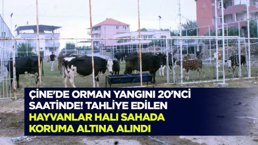 &Ccedil;ine&rsquo;de orman yangını 20&rsquo;nci saatinde! Tahliye edilen hayvanlar halı sahada koruma altına alındı