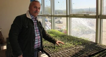 Dedesinden kalma ata tohumlarını gelecek nesillere aktarıyor