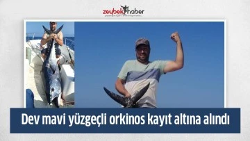 Dev mavi y&uuml;zge&ccedil;li orkinos kayıt altına alındı