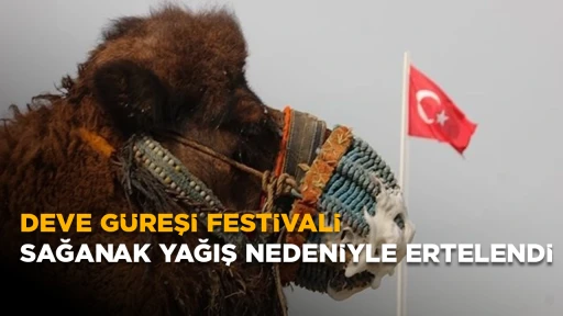 Deve Güreşi Festivali Sağanak Yağış Nedeniyle Ertelendi