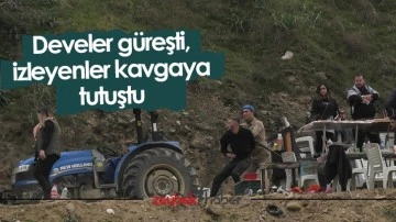 Develer g&uuml;reşti, izleyenler kavgaya tutuştu