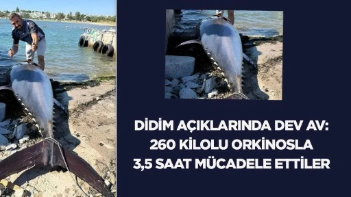 Didim a&ccedil;ıklarında dev av: 260 kiloluk orkinosla 3,5 saat m&uuml;cadele ettiler