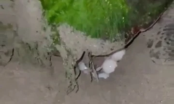 Didim &ldquo;Caretta Caretta&rdquo;ların yeni yuvası oldu
