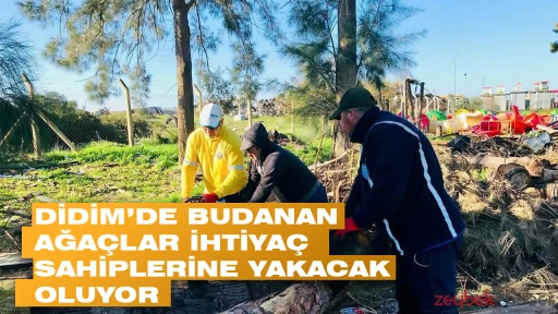 DİDİM&rsquo;DE BUDANAN AĞA&Ccedil;LAR İHTİYA&Ccedil; SAHİPLERİNE YAKACAK OLUYOR