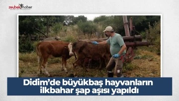 Didim&rsquo;de b&uuml;y&uuml;kbaş hayvanların ilkbahar şap aşısı yapıldı
