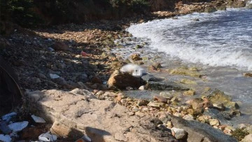 Didim'de denizde bir ceset daha bulundu