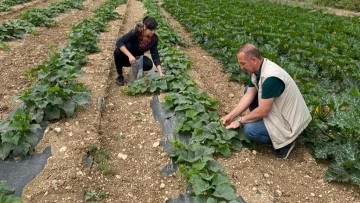 Didim&rsquo;de hasat &ouml;ncesi kimyasal kalıntı analizleri yapılıyor