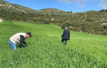 Didim&rsquo;de hububat ekili araziler denetlendi