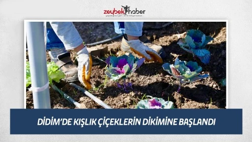 DİDİM&rsquo;DE KIŞLIK &Ccedil;İ&Ccedil;EKLERİN DİKİMİNE BAŞLANDI