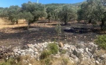 Didim'de makilik ve zeytinlik yangını korkuttu