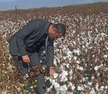 Didim&rsquo;de pamuk hasat kontrolleri devam ediyor