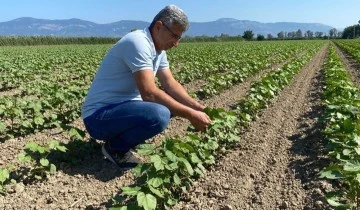 Didim&rsquo;de pamuklar kontrol altında