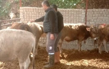 Didim&rsquo;de şap hastalığı i&ccedil;in aşılama &ccedil;alışmaları devam ediyor