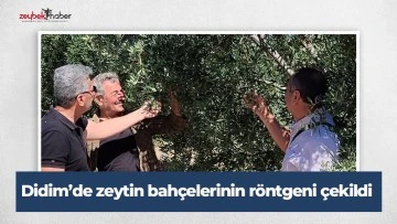 Didim&rsquo;de zeytin bah&ccedil;elerinin r&ouml;ntgeni &ccedil;ekildi