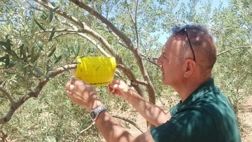 Didim&rsquo;in zeytinleri temiz &ccedil;ıktı