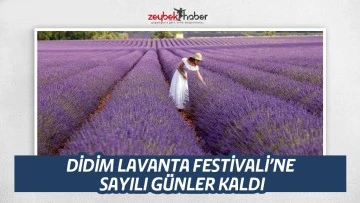 DİDİM LAVANTA FESTİVALİ&rsquo;NE SAYILI G&Uuml;NLER KALDI