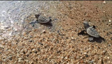 Didim ve Kuşadası&rsquo;nda yavru deniz kaplumbağaları denizle buluştu