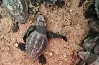 Doğa koruma ekipleri yavru carettaların denizle buluşmasını sağladı