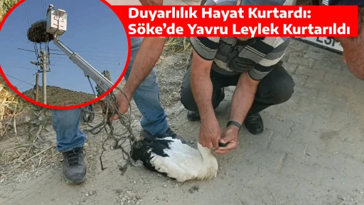 Duyarlılık Hayat Kurtardı: S&ouml;ke&rsquo;de Yavru Leylek Kurtarıldı
