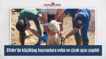Efeler&rsquo;de k&uuml;&ccedil;&uuml;kbaş hayvanlara veba ve &ccedil;i&ccedil;ek aşısı yapıldı