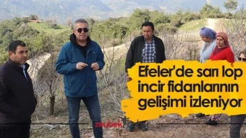 Efeler'de sarı lop incir fidanlarının gelişimi izleniyor