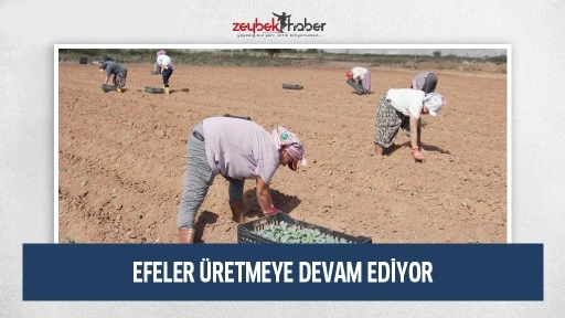 EFELER &Uuml;RETMEYE DEVAM EDİYOR