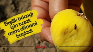 Ekşilik b&ouml;ceği i&ccedil;in tuzak asımı d&ouml;nemi başladı