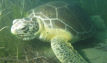 Endemik deniz &ccedil;ayırları ve deniz kaplumbağaları insan tehdidi altında
