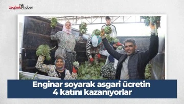 Enginar soyarak asgari &uuml;cretin 4 katını kazanıyorlar