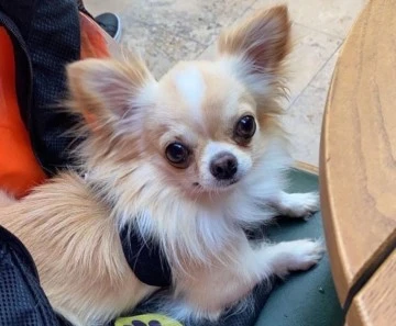 Evin &ouml;n&uuml;nden &ccedil;alınan k&ouml;peği polis ekipleri buldu