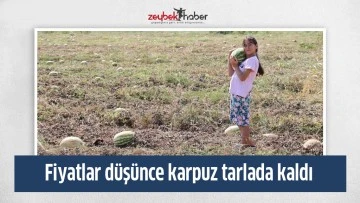 Fiyatlar d&uuml;ş&uuml;nce karpuz tarlada kaldı