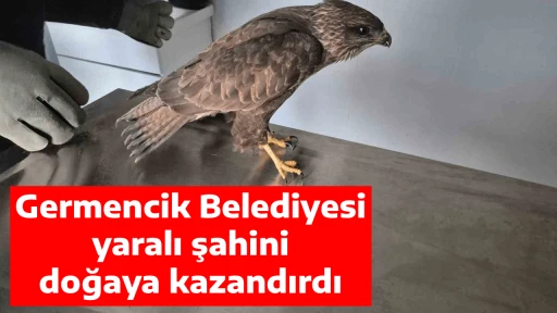 Germencik Belediyesi yaralı şahini doğaya kazandırdı