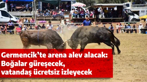 Germencik’te arena alev alacak: Boğalar güreşecek, vatandaş ücretsiz izleyecek