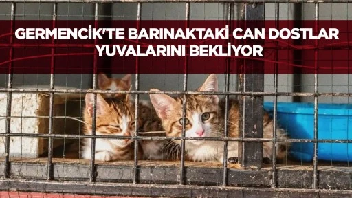 Germencik'te barınaktaki can dostlar yuvalarını bekliyor