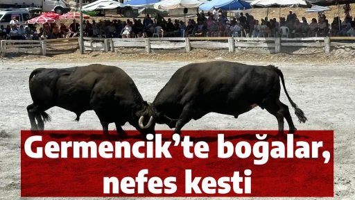 Germencik’te boğalar, nefes kesti