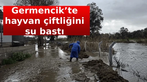 Germencik&rsquo;te hayvan &ccedil;iftliğini su bastı