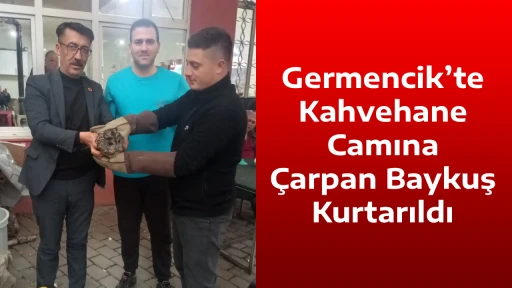 Germencik&rsquo;te Kahvehane Camına &Ccedil;arpan Baykuş Kurtarıldı