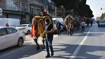 Germencik&rsquo;te pehlivan develer g&ouml;r&uuml;c&uuml;ye &ccedil;ıktı