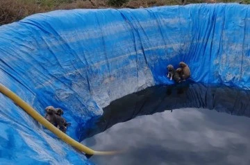Havuza d&uuml;şen yavru k&ouml;pekleri, Aydın itfaiyesi kurtardı